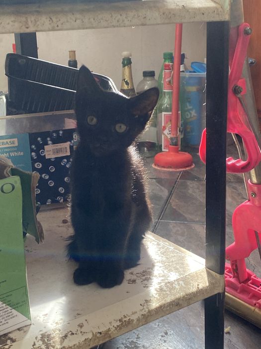 Подарявам красиво черно котенце.