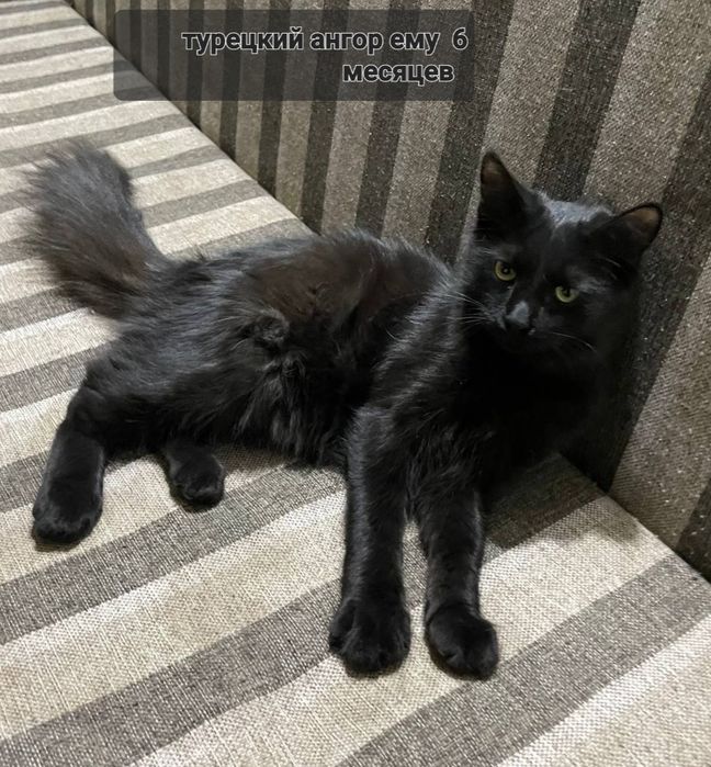Продам котят две разные породы Турецкий Ангор 100$ Египетский Мау300$