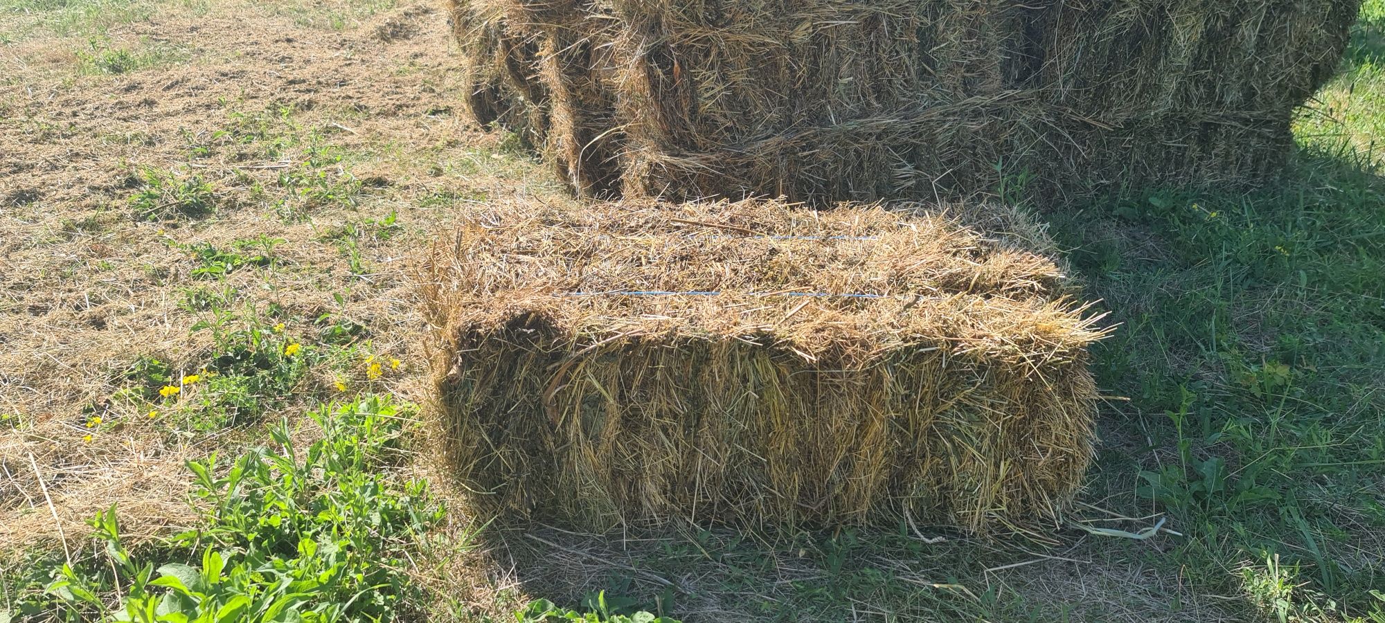 De Vânzare BALOȚI De FÎN. 150 buc.