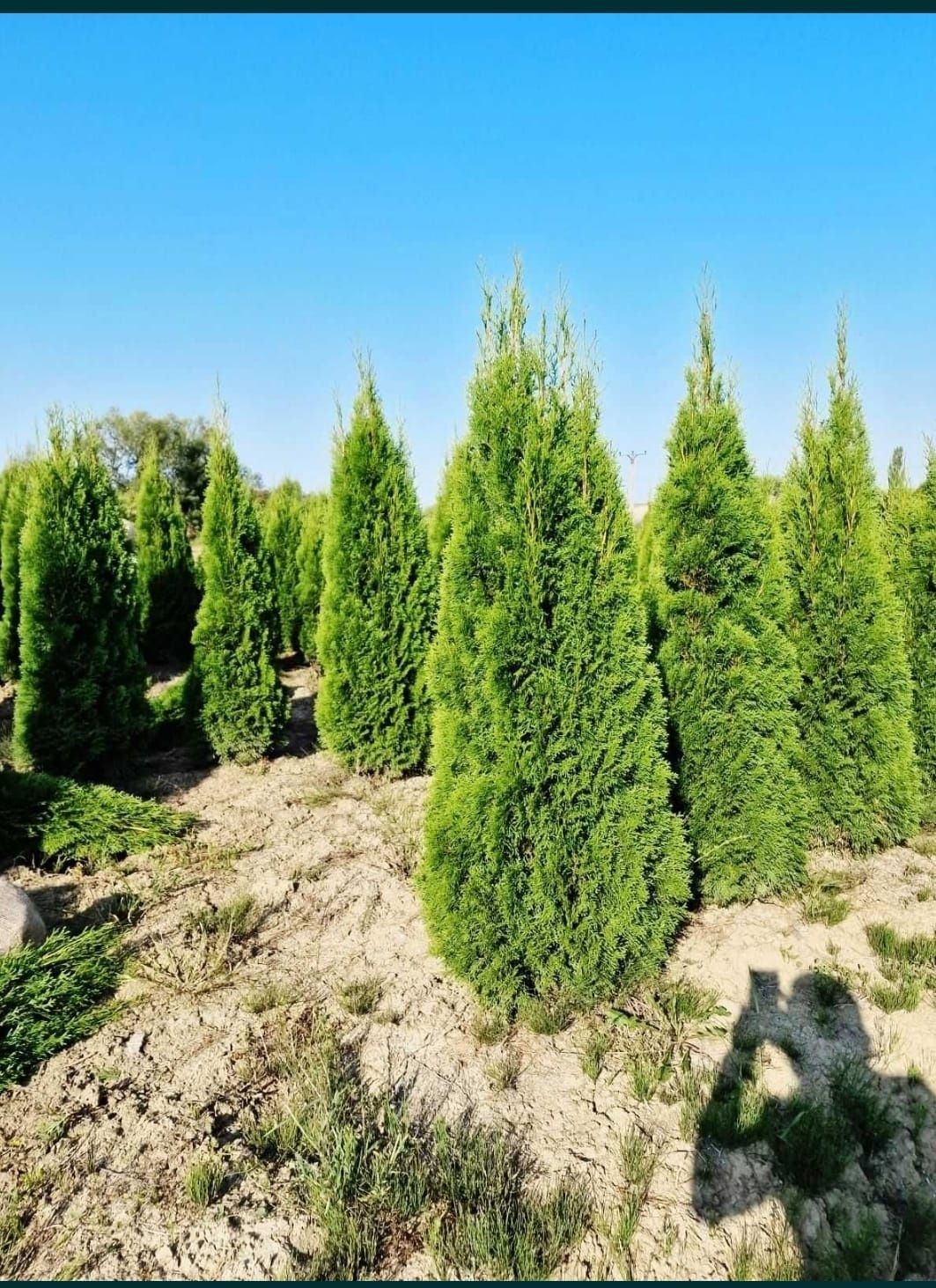 Tuia thuja de mai multe dimensiuni