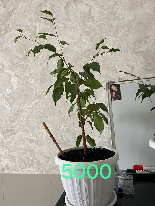 Домашние цветы. Фикусы