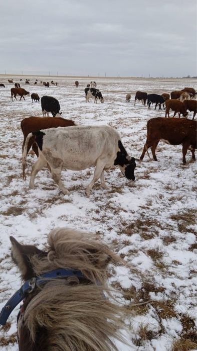 Продаётся дойная корова