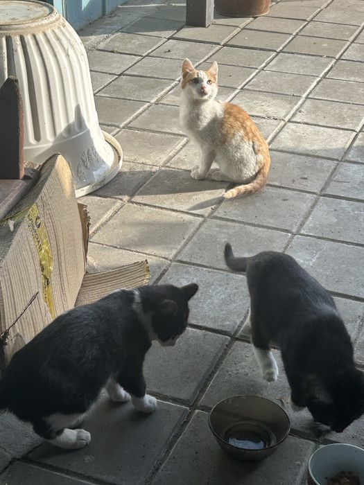 Отдам котят в добрые руки