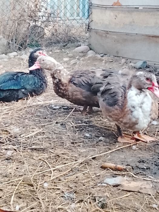 Продам жирных индауток