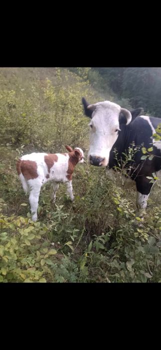 Vaca cu vitel de vanzare