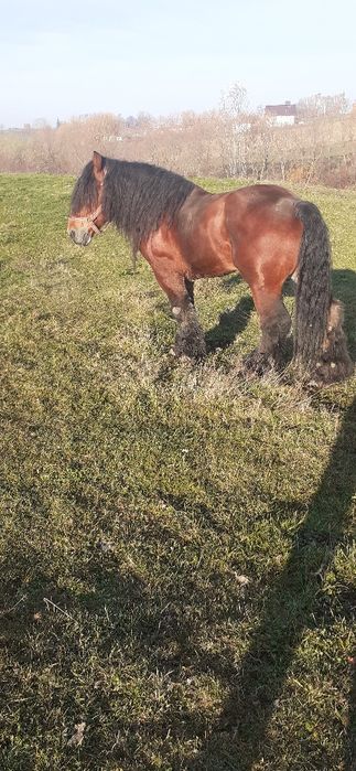 Vând armăsar foarte Cuminte