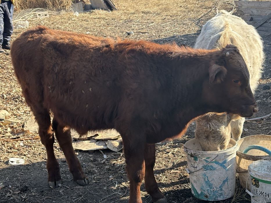 продам бычков/ бычки