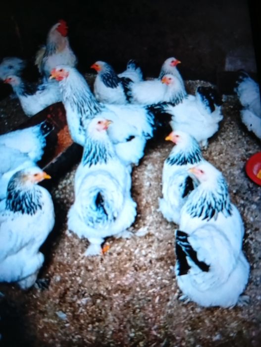 Vind puicuțe de rasă Brahman foarte frumoase