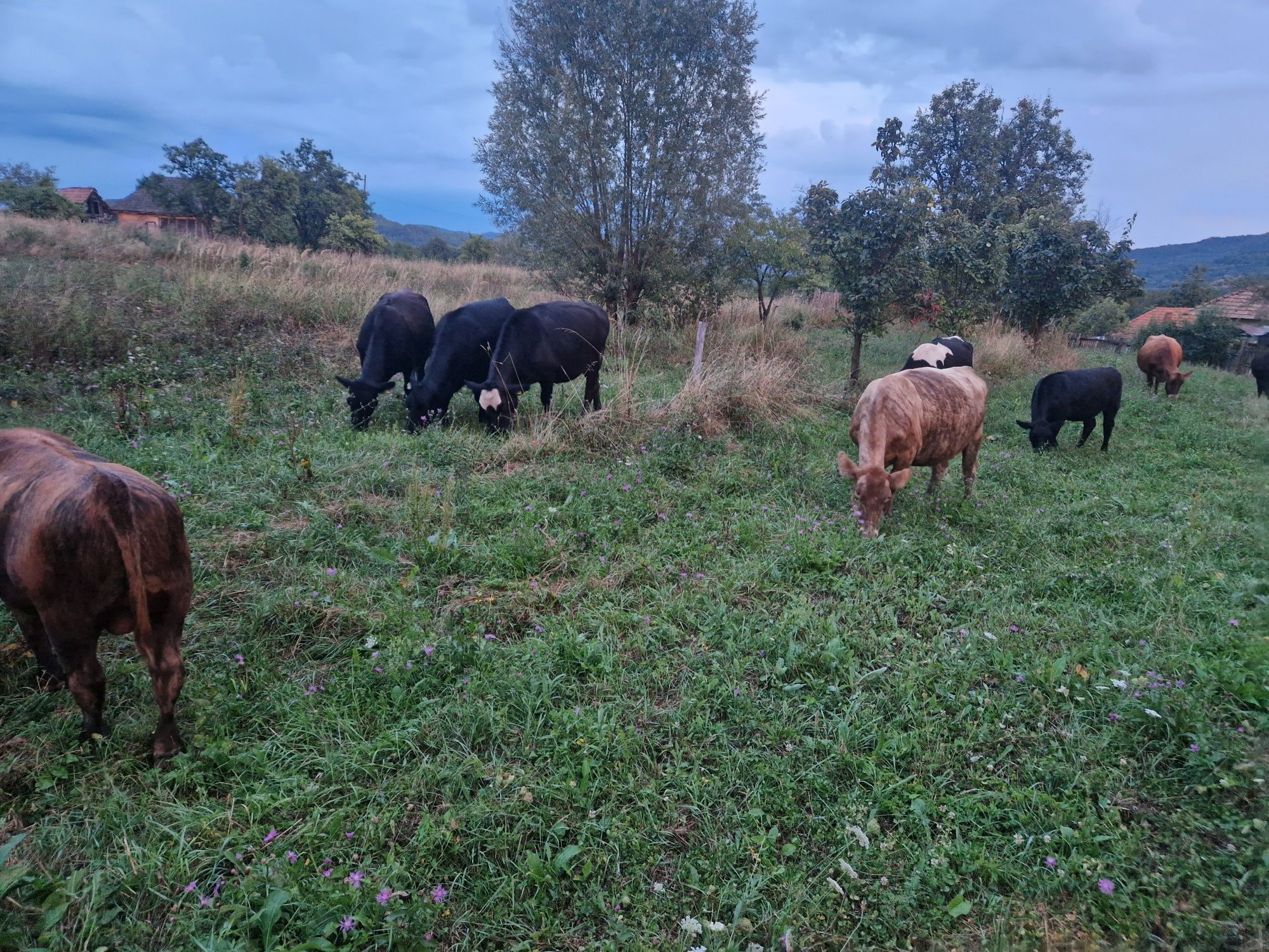 Vaci și vitei Angus