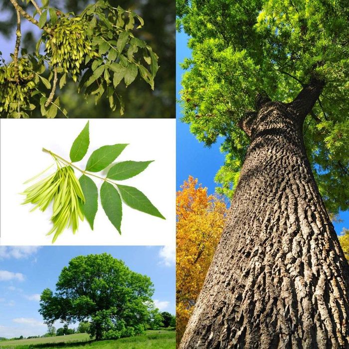 Manzarali gul daraxtlar gujum yuxa