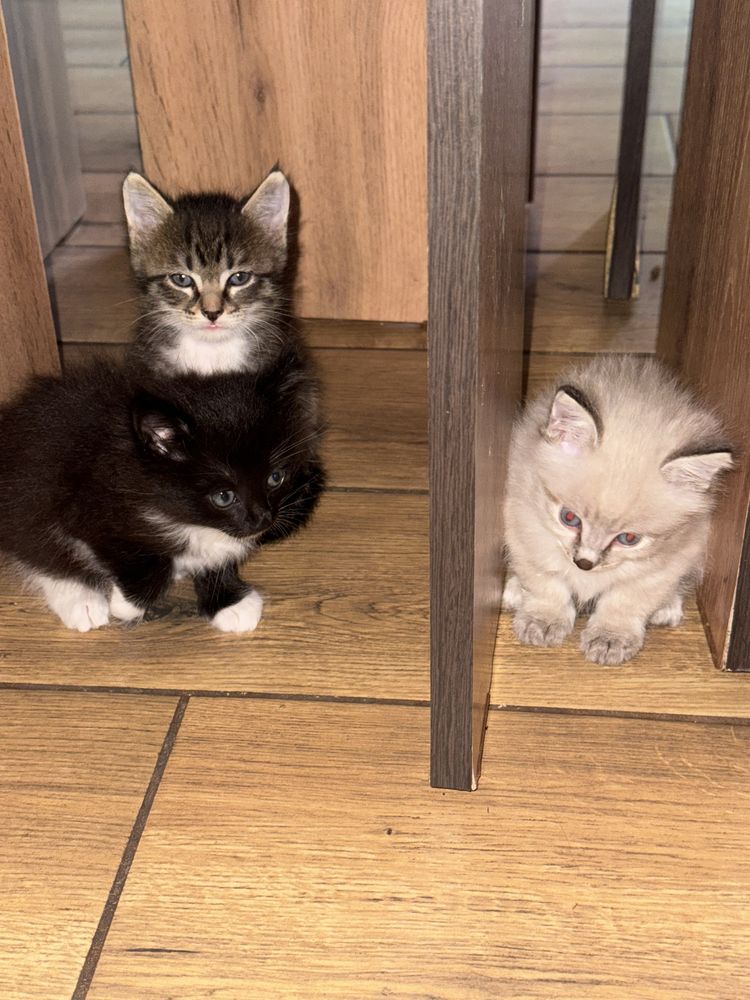 Котяток отдадим 2 месяца