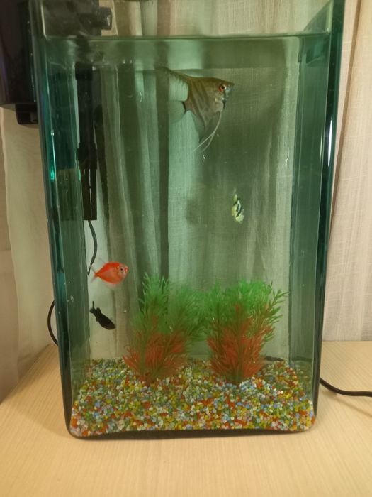 Vând acvariu cu filtru și 4 peștișori