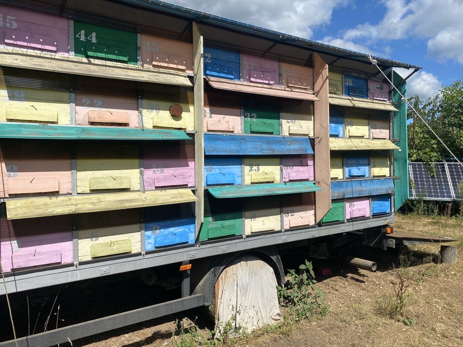 Stupina Apicola  camion MAN 7.5 tone