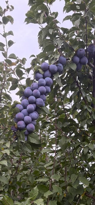 Prune Anna Spath pentru tuica Suceava