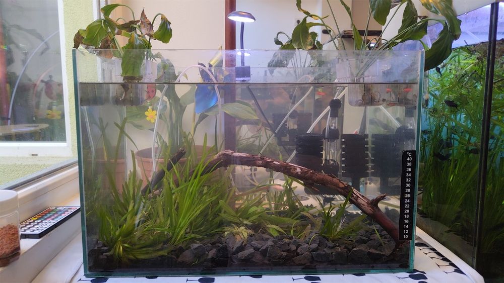 Acvariu cu pesti 41l plante scoici pesti cioata lumina led substrat