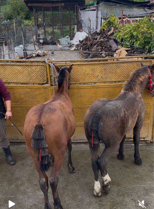 schimb mânz de 6 luni