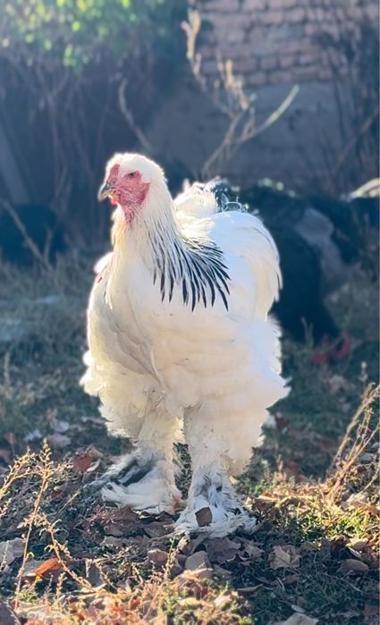 Продам петушка Колумбийской светлой брамы