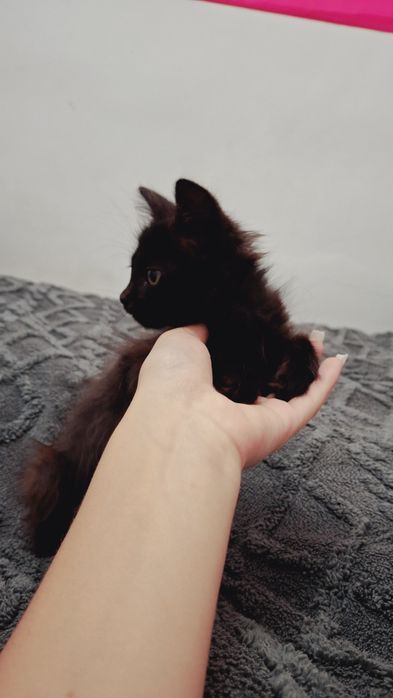 Котятки, мальчик и девочка