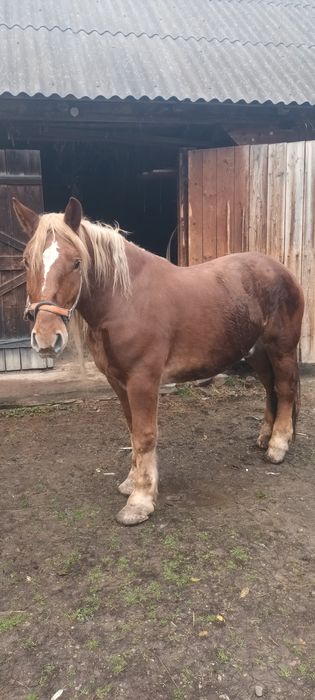 Cal de vânzare,vârsta 10 ani