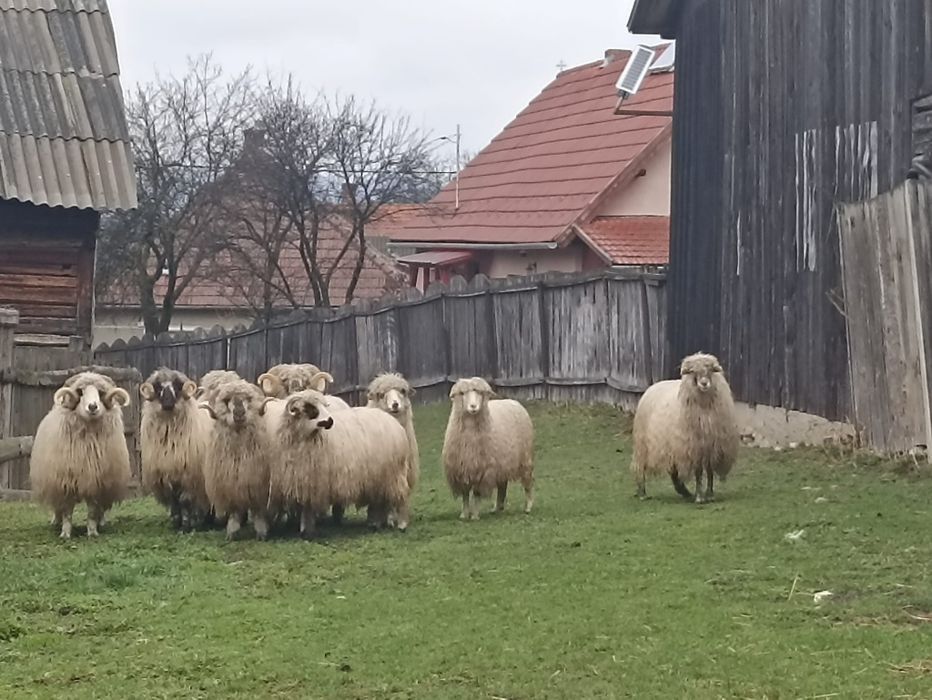 Oi și miei de vânzare