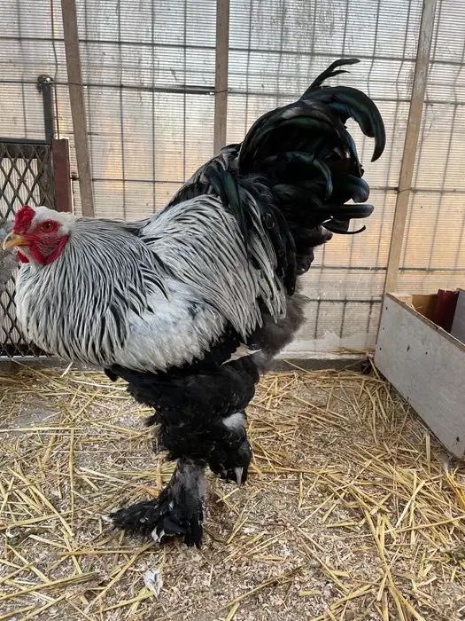 Pereche brahma herminat închis