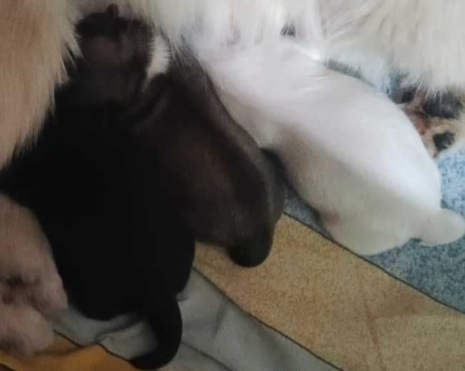 Продаются щенки пекинеса