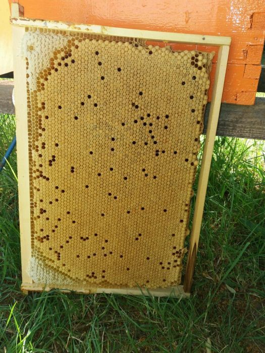 Matci, regine și familii de albine ecologice bio