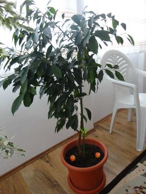 Ficus Benjamina cu frunze verzi