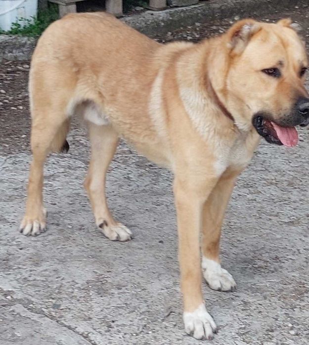 Продавам кученца порода- КАНГАЛ