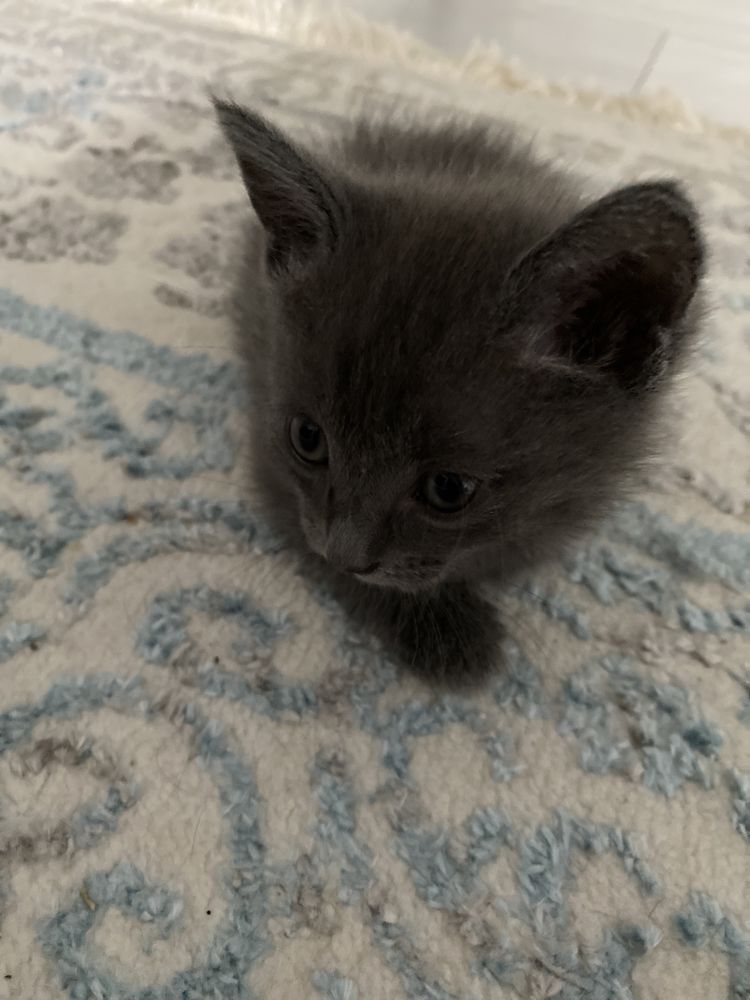 Ищем дом котятам