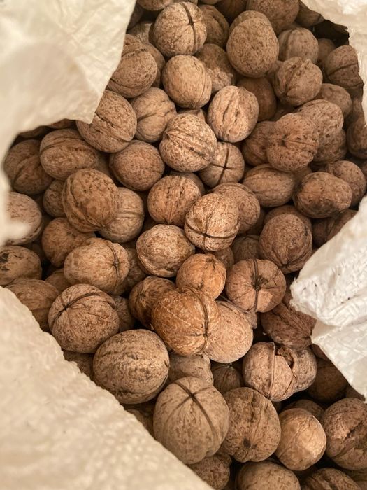 Продам домашние орехи из Шымкента килограмм за 1200 тенге