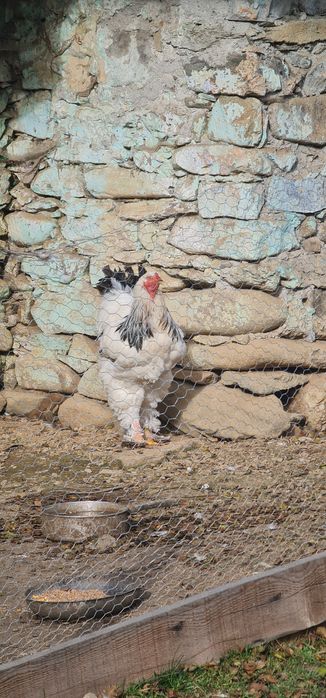 Brahma Herminat Deschis