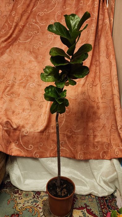 Продам домашние цветы