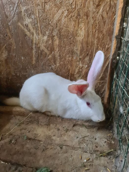 Iepuri hicole 6 luni