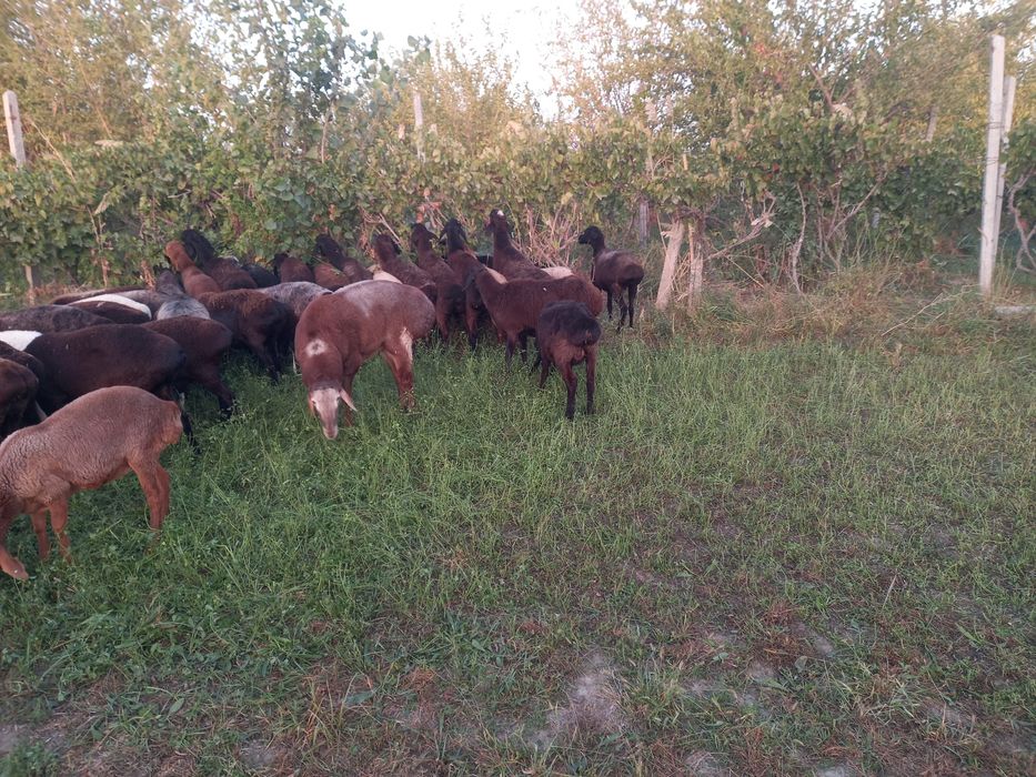 Хисори симжун бугуз куйлар сотиладинархи 5 милион дан телефон килинг