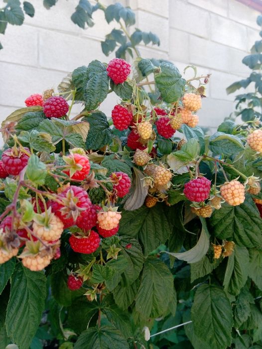 Расад малини сорт Люлин