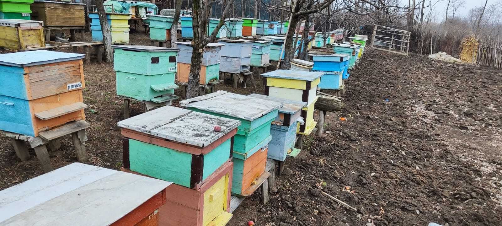 Vand familii de albine, stupi, roi. Vand miere poliflora si de salcam.