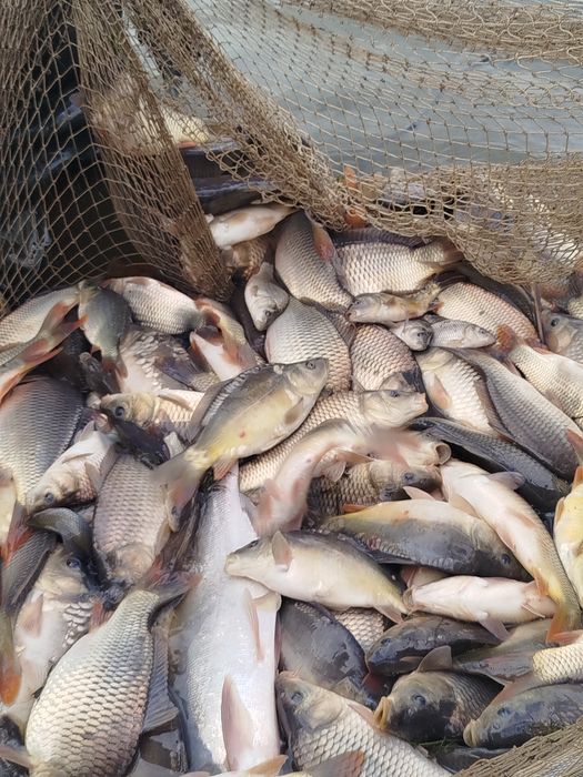 Vând puiet de caras și crap de o vara