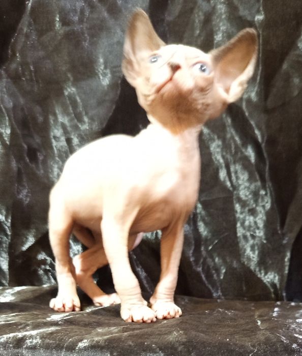Сфинкс мальчик 1 месяц и 3 недели