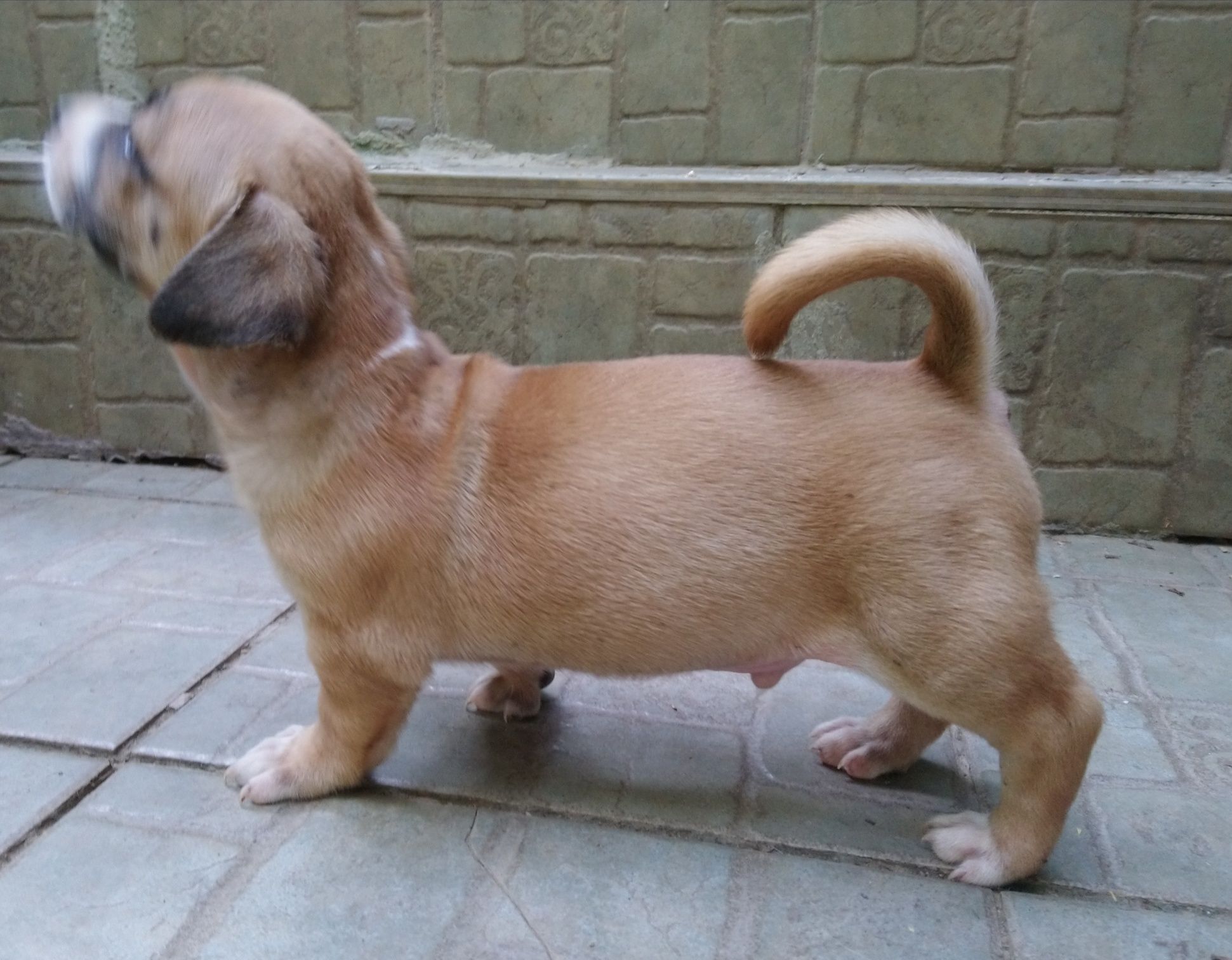 Oferim spre adopție doi masculi talie mică 6 săptămâni