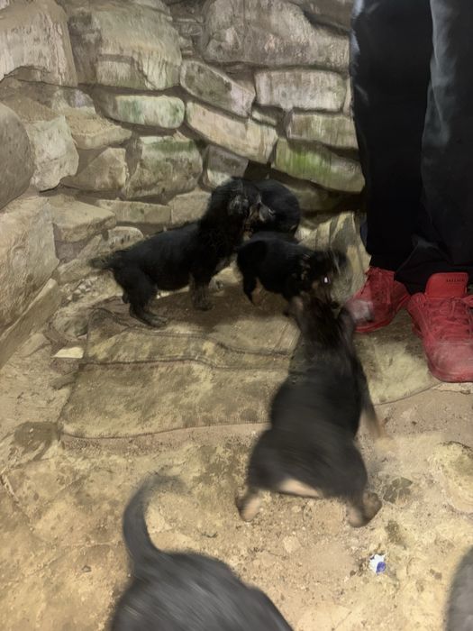 doman 5 pui de catel