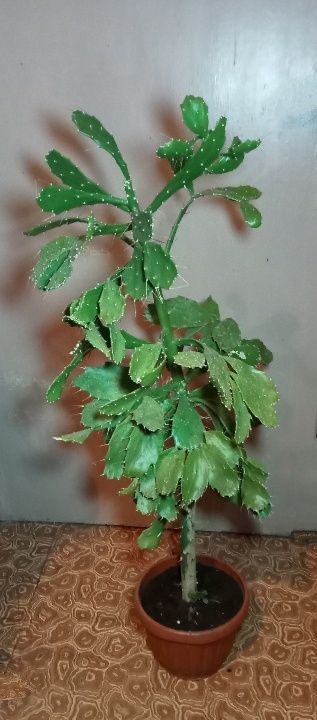Продам. Кактус дерево. Символ богатства, удачи, успеха.