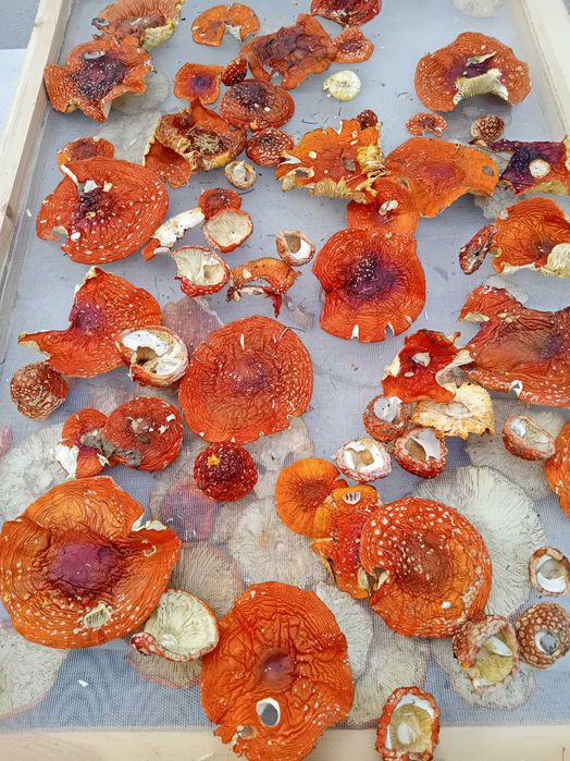 Сушени червени мухоморки