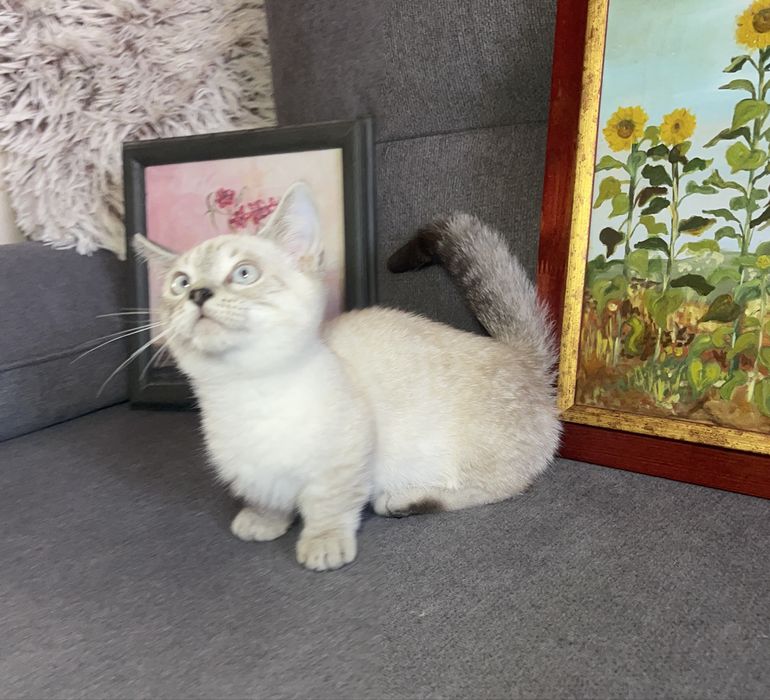 Motanel rasa Munchkin coloure point cu pedigree