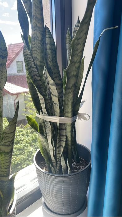 Vand butasi sansevieria planta de apartament