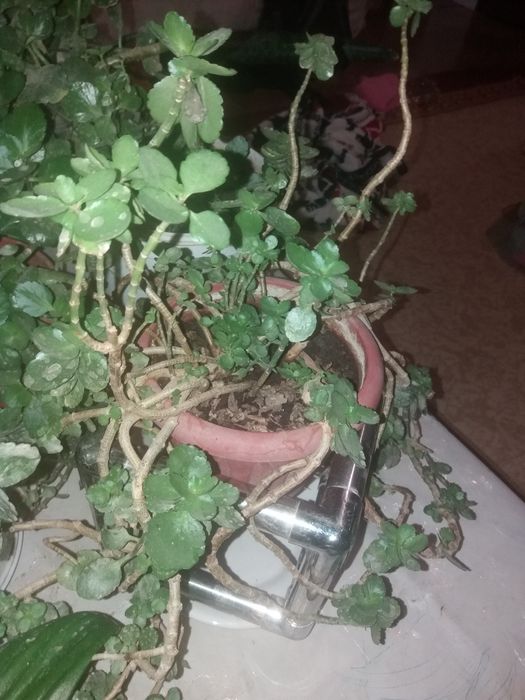 Цветы с горошком