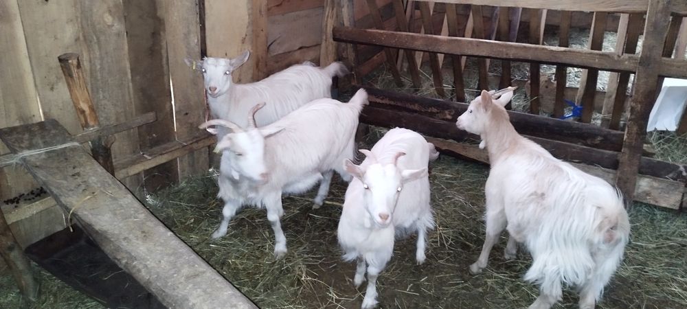 Iede carpatine de vanzare