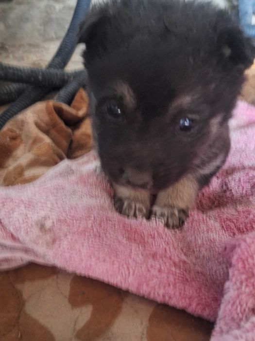 Отдам в хорошие,добрые руки