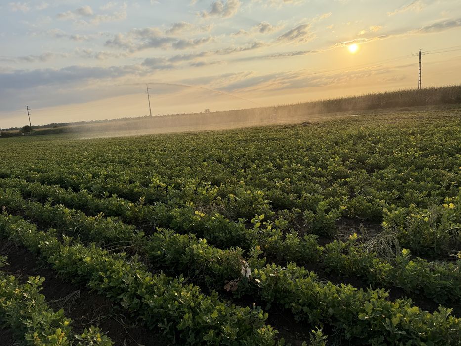 Frasin , Stejar brumariu , stejar pedunculat , cer si gorun