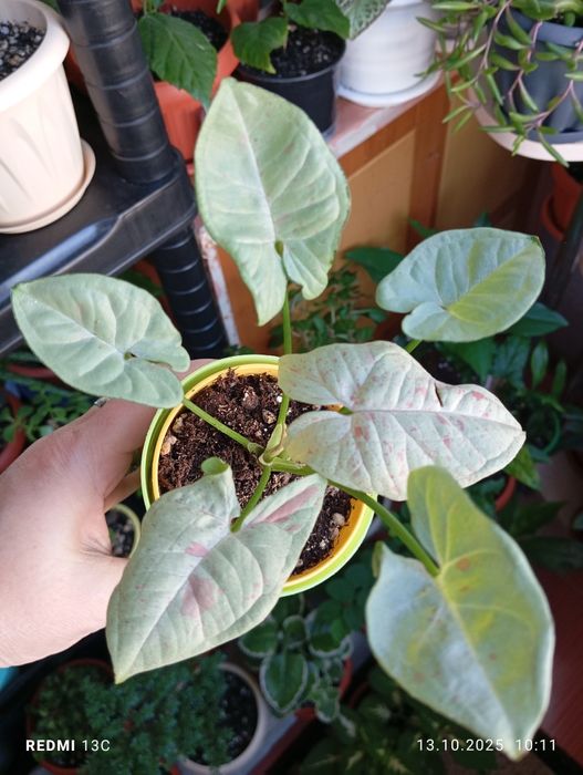 Растения разных сортов